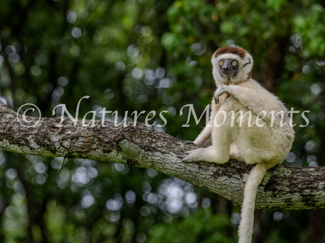 Verreaux&#039;s Sifaka Lemur - Resting