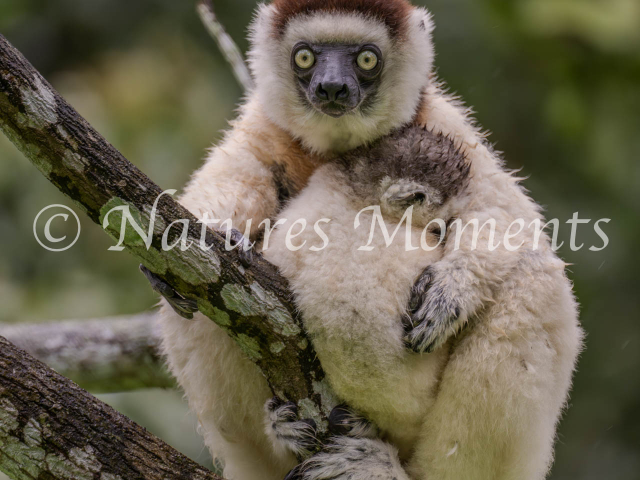 Verreaux&#039;s Sifaka Lemur - Sleeping Infant