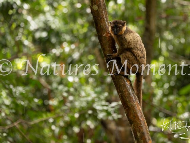 Collared Brown Lemur - Whats Going On