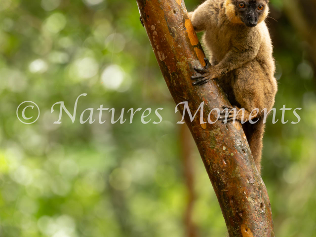 Collared Brown Lemur - Ready to Jump