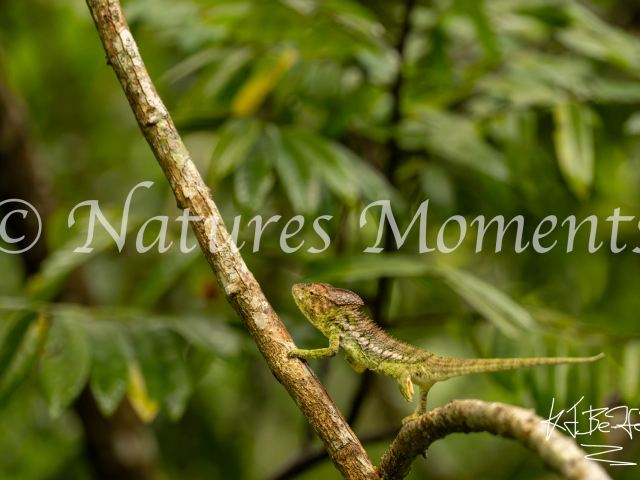 Oustalet’s Chameleon