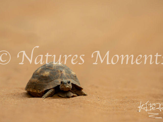 Southern Spider Tortoise, Berenty