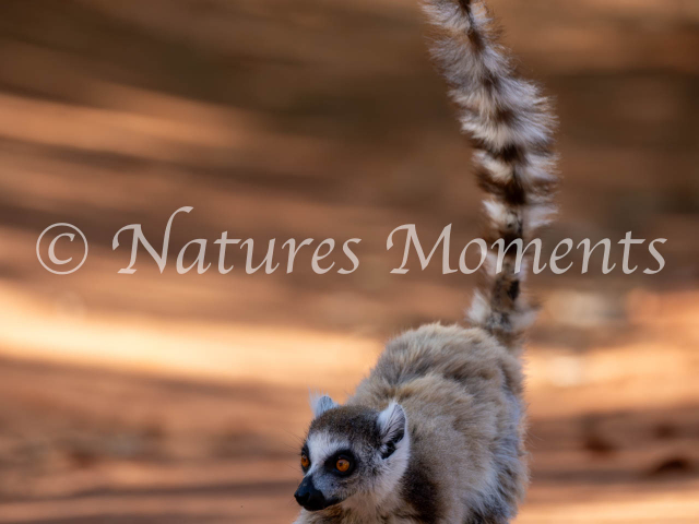 Ringtail Lemur, Berenty