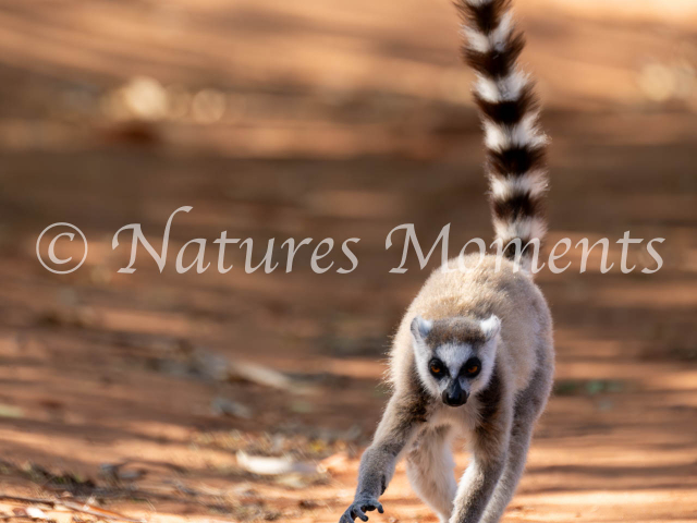 Ringtail Lemur, Madagascar