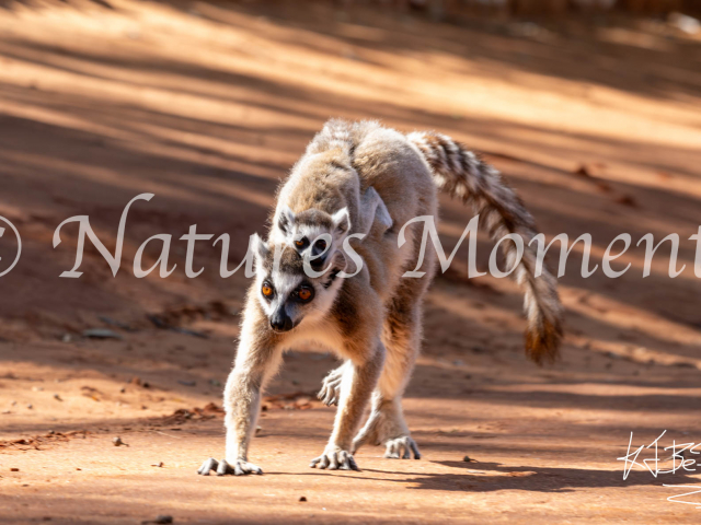 Verreaux&#039;s Sifaka Lemur - Mother and Infant