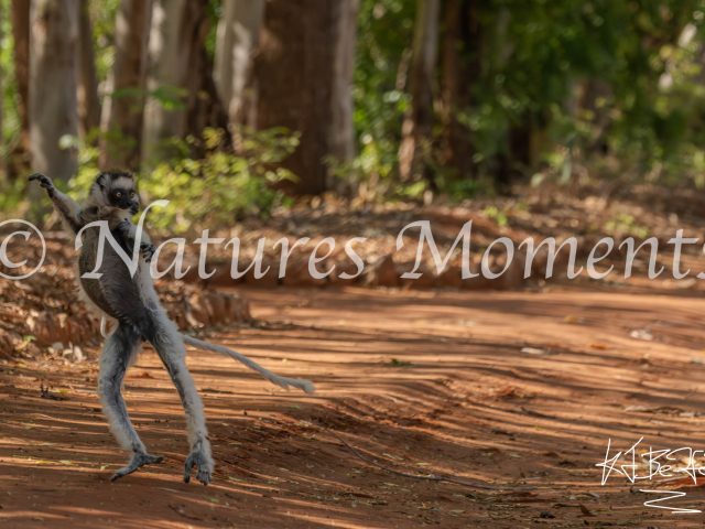 Verreaux&#039;s Sifaka Lemur - Coming Through