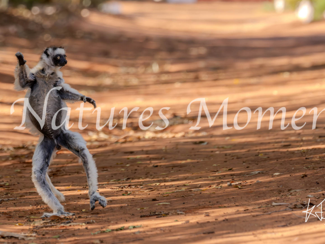 Verreaux&#039;s Sifaka Lemur - Waving to the Crowd