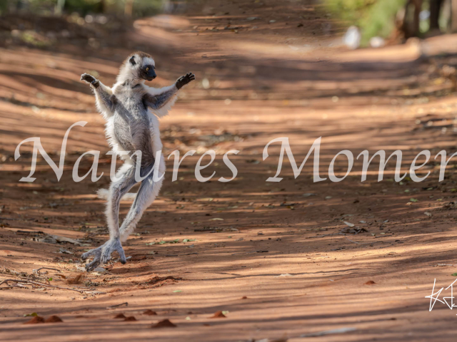 Verreaux&#039;s Sifaka Lemur - Crossing the Road