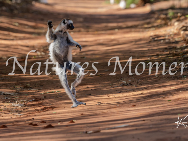 Verreaux&#039;s Sifaka Lemur - One Giant Leap