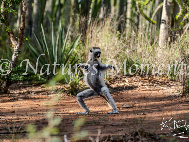 Verreaux&#039;s Sifaka Lemur - Quick Step