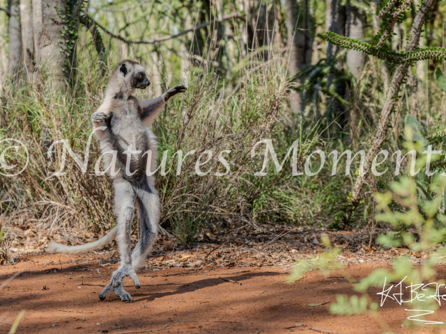 Verreaux&#039;s Sifaka Lemur - Ballet Dancer