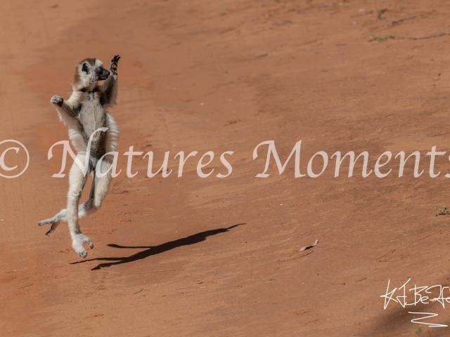 Verreaux&#039;s Sifaka Lemur, Berenty