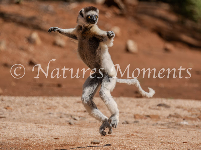 Verreaux&#039;s Sifaka Lemur, Madagascar