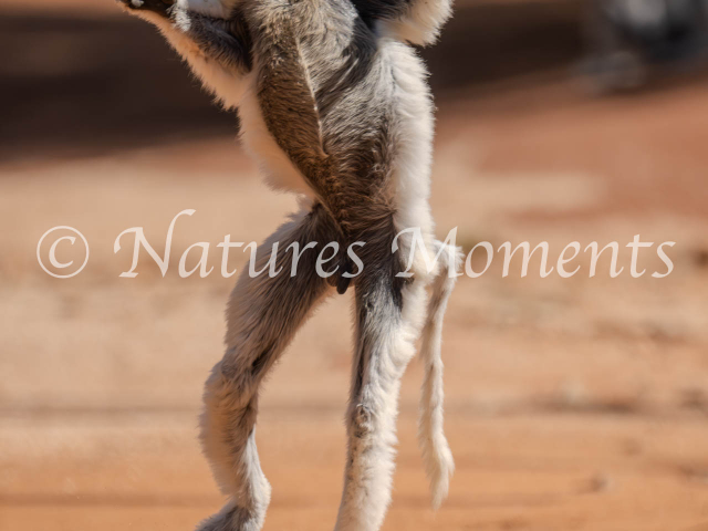 Verreaux&#039;s Sifaka Lemur - Hop Along