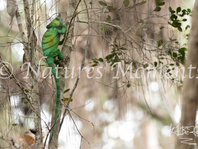 Parson&#039;s Chameleon