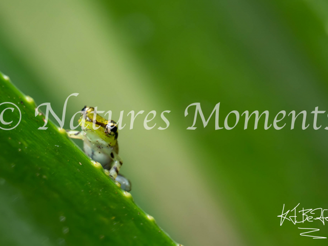 Pandanus Frog, Andasibe National Park
