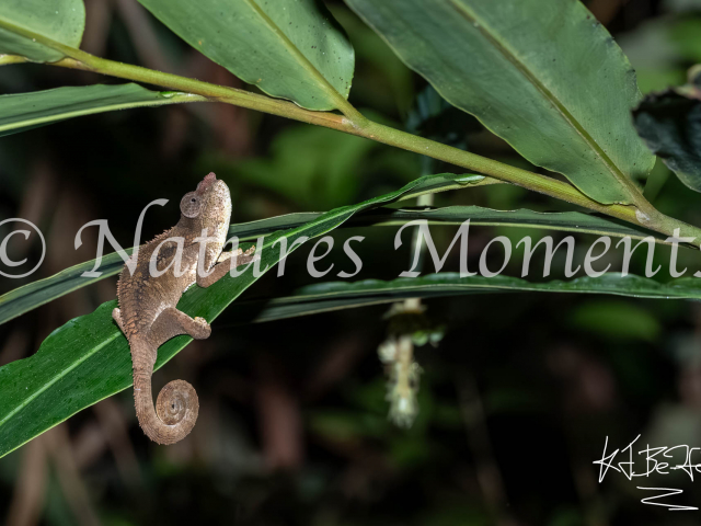 Short-horned Chameleon, Andasibe National Park