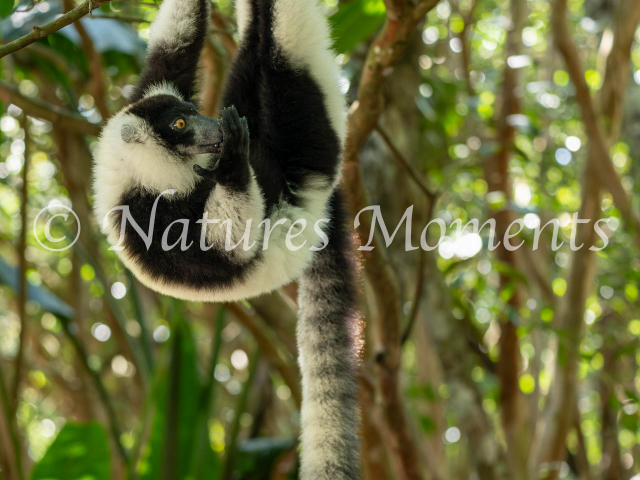 Black and White Ruffed Lemur