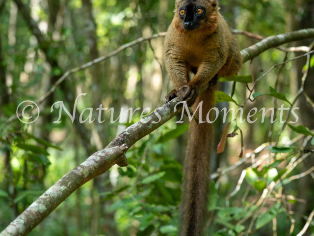 Crowned Lemur - Hold Tight