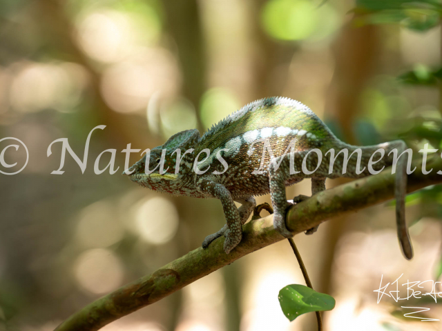 Panther Chameleon