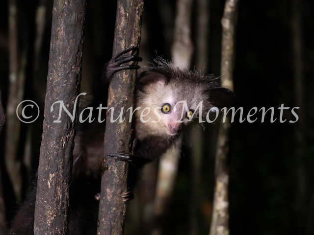 Aye Aye Lemur - Yellow Eyes