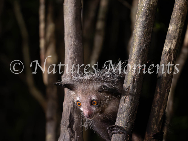 Aye Aye Lemur - Looing for Food