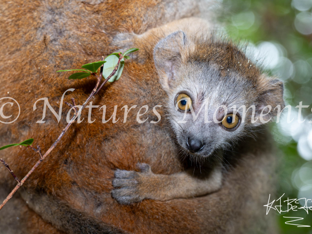 Crowned Lemur - Curious Infant