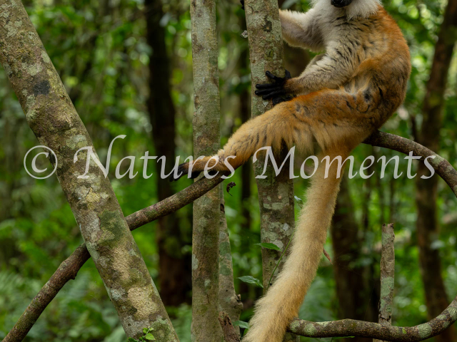 Black Lemur - Female