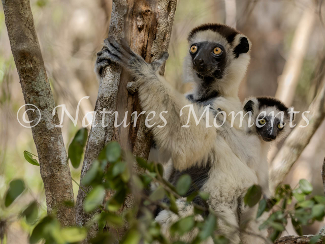 Verreaux&#039;s Sifaka Lemur - Mother and Infant
