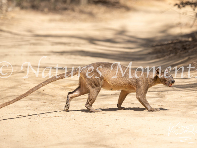 Fossa, Kirindy Reserve - Crossing the Path