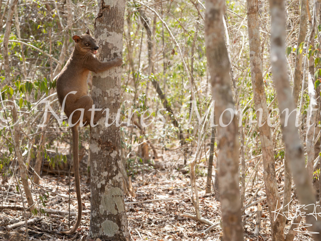 Fossa, Kirindy Reserve - Climbing the Tree