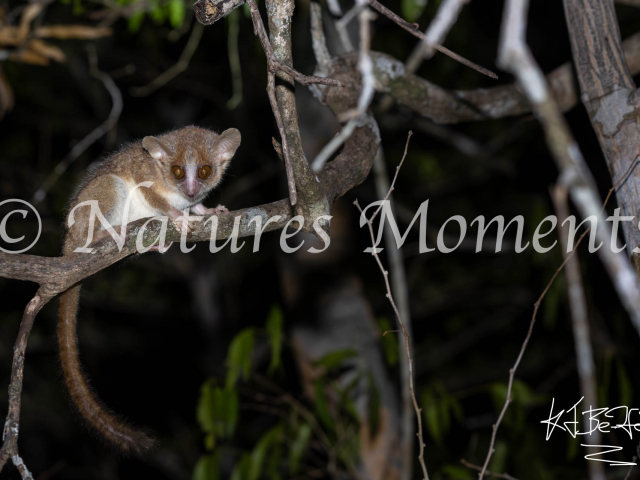 Grey Mouse Lemur, Kirindy Reserve
