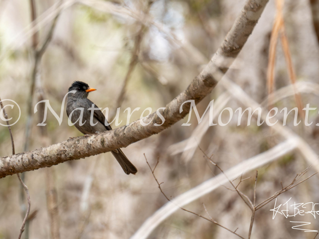 Malagasy Bulbul