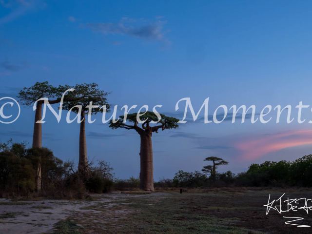 Baobab Trees, Marofototra