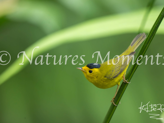 Wilson&#039;s Warbler, Santa Maria Restaurant