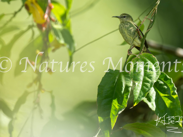 Tennesse Warbler, Santa Maria Restaurant