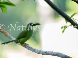 Northern Emerald Toucanet, Rey Tepepul Park
