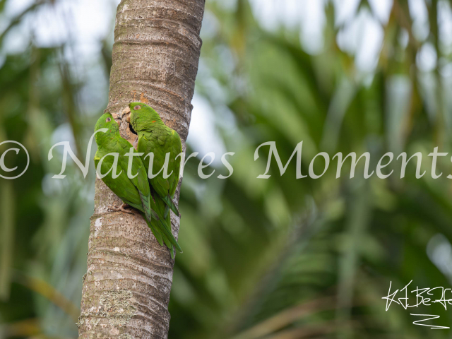 Pacific parakeet, Los Terrales Reserve