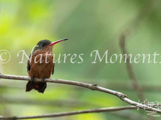 Cinnamon Hummingbird,  Los Terrales Reserve