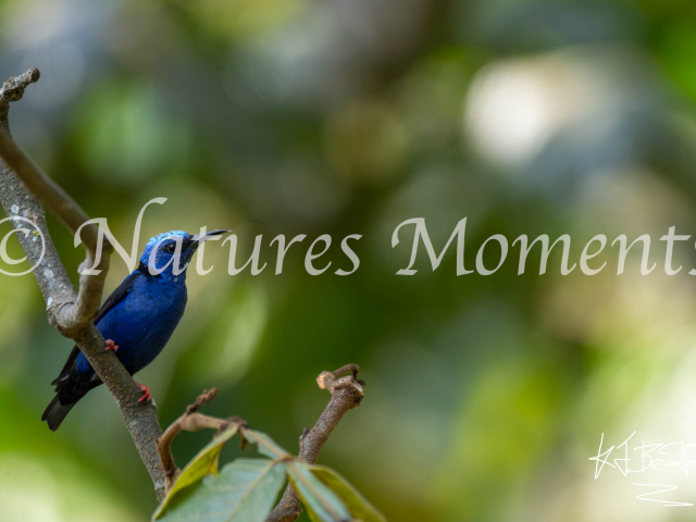 Red-legged Honeycreeper, Los Terrales Reserve