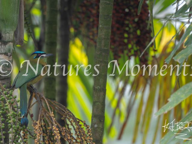 Lesson&#039;s Motmot, Los Terrales Reserve