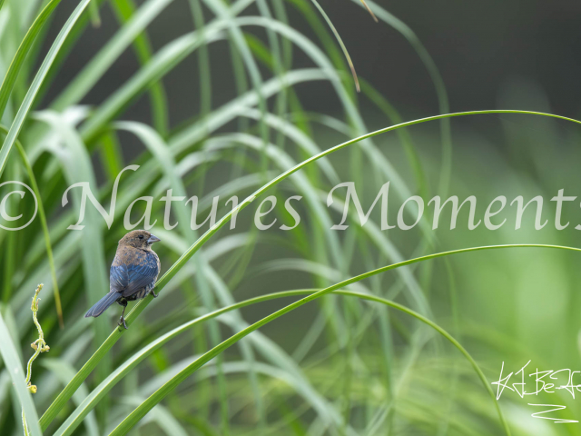 Indigo Bunting, Los Terrales Reserve