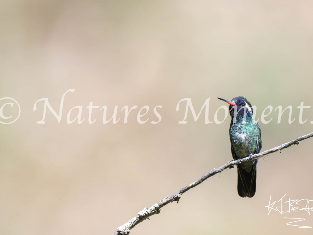 White-eared Hummingbird, Finca el Pilar