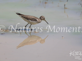 Solitary Sandpiper, Guacamayas Biological Station