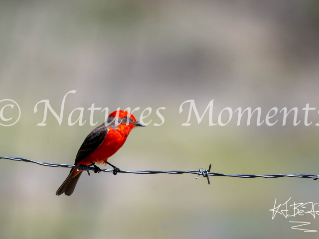 Vermillion Flycatcher, Guacamayas Biological Station