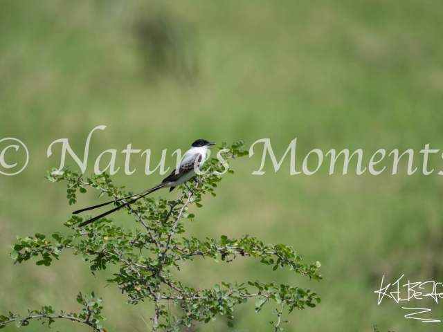 Fork-tailed Flycatcher, Guacamayas Biological Station