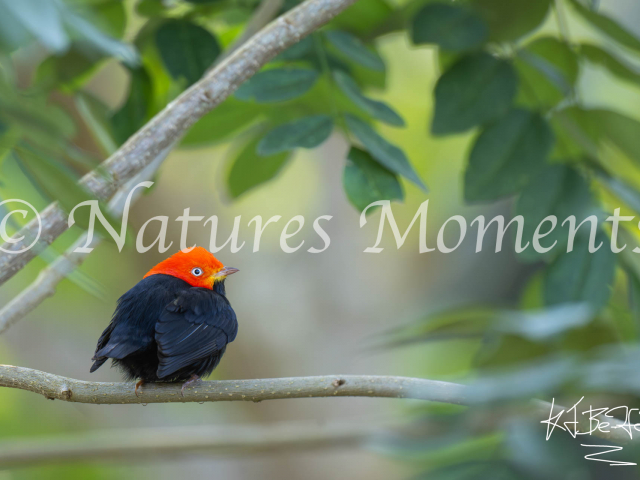 Red-capped Manakin, Laguna del Tigre National Park