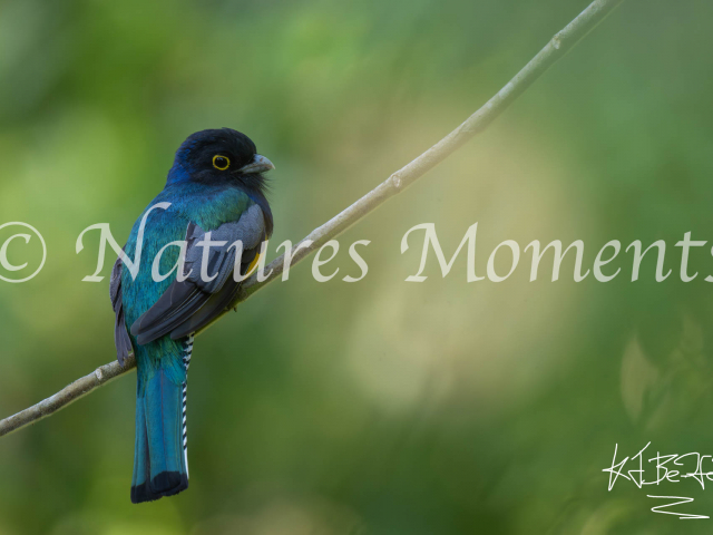 Gartered Trogon, Laguna del Tigre National Park