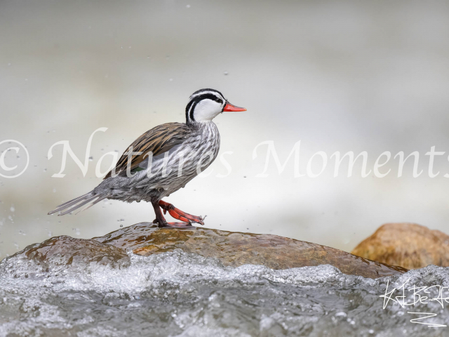 Torrent Duck. Guango Lodge - Best Foot Forward