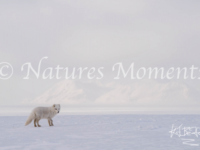 Arctic Fox - White Landscape